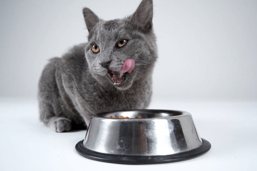 Best Dry Cat Food 2024 image