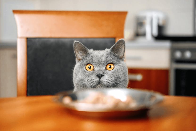 Best Hypoallergenic Cat Foods for Allergies 2024 image