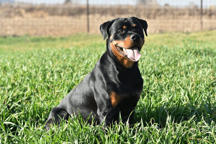 Best Dog Food for Rottweilers 2024 image