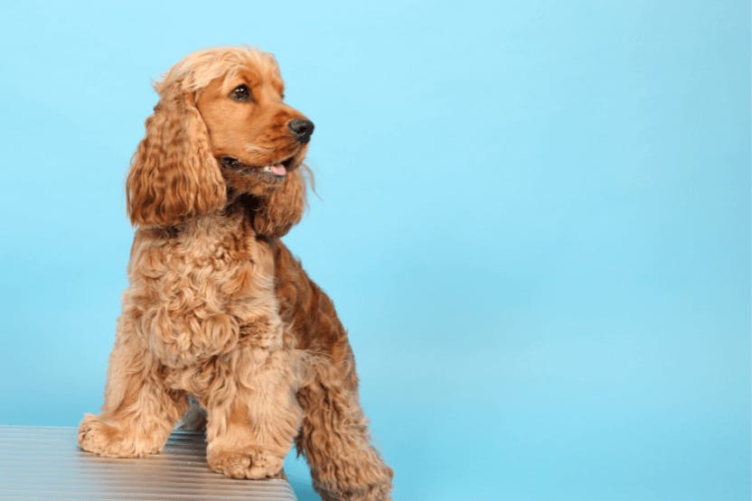 Best puppy food for cocker spaniels hotsell