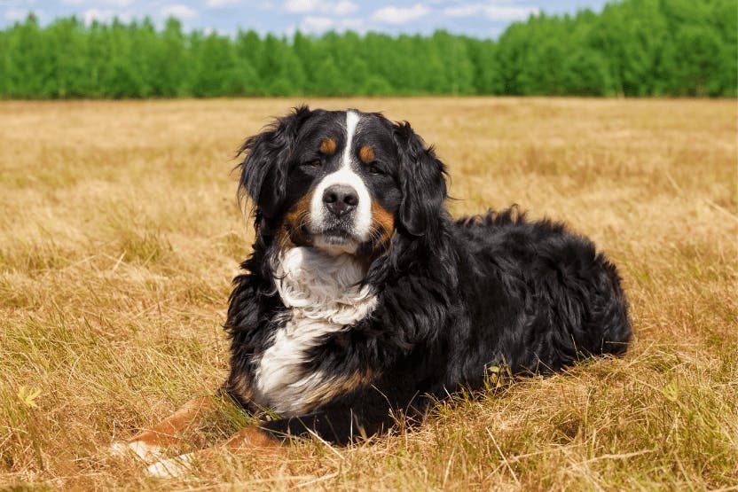 Best Dog Food for Bernese Mountain Dogs 2024 image
