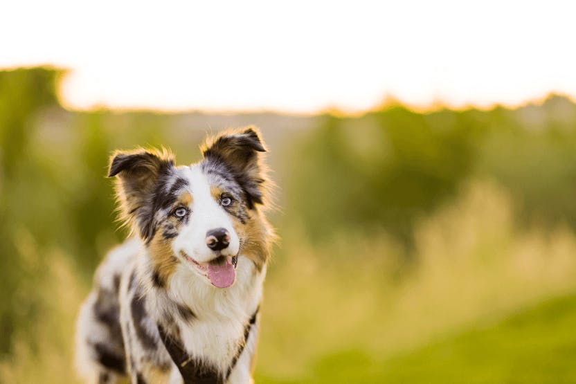 Best Dog Food for Border Collies 2024 image