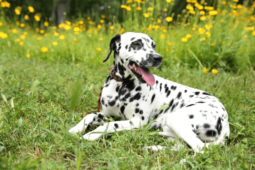 Best Dog Food for Dalmatians 2024 image