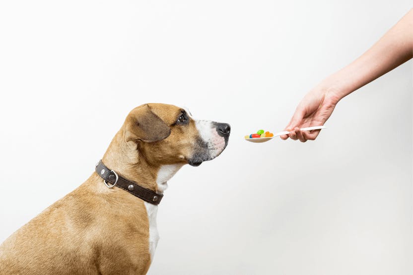 Best Joint Supplements for Dogs 2024 image