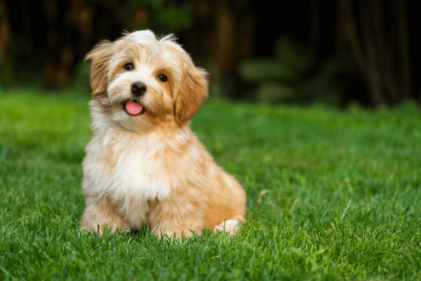 Best Dog Food for Havanese 2024 image