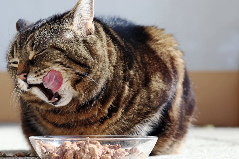 Best Fresh Cat Food Brands 2024 image