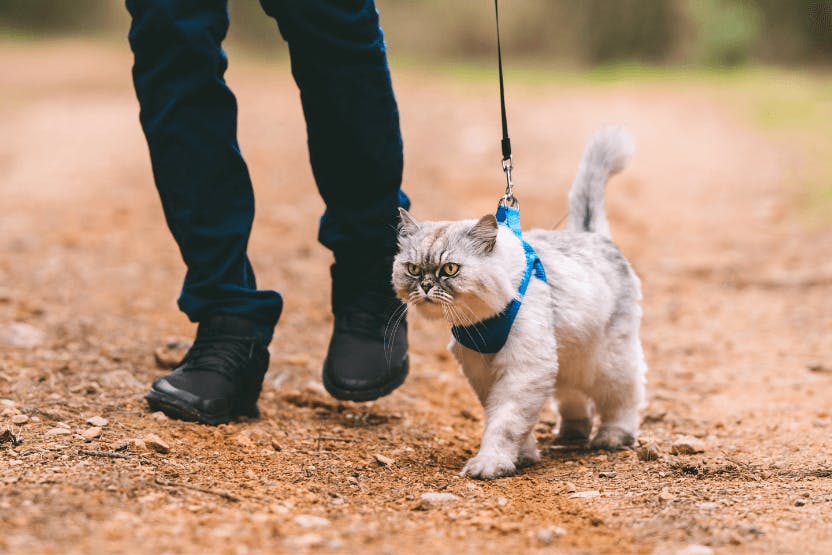 Best Harnesses for Cats 2024 image