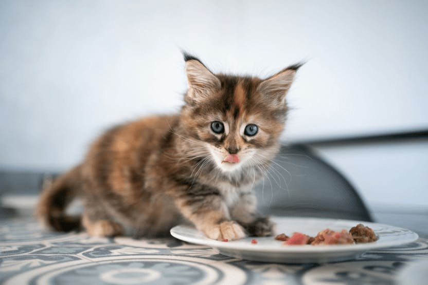 Best Treats for Kittens 2024 image