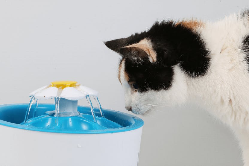 Best Water Fountains for Cats 2024