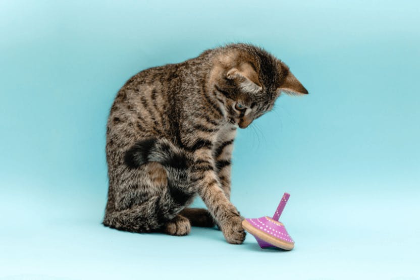 Best Interactive Cat Toys 2024 image