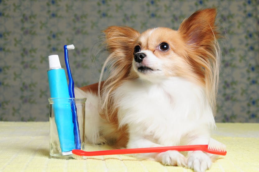 Best Toothpaste for Dogs 2024