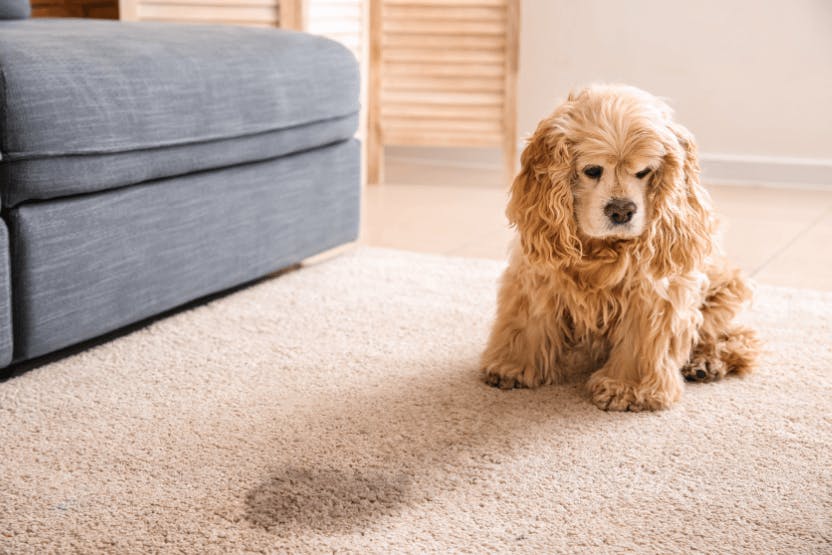 Best Pet Stain Removers 2024