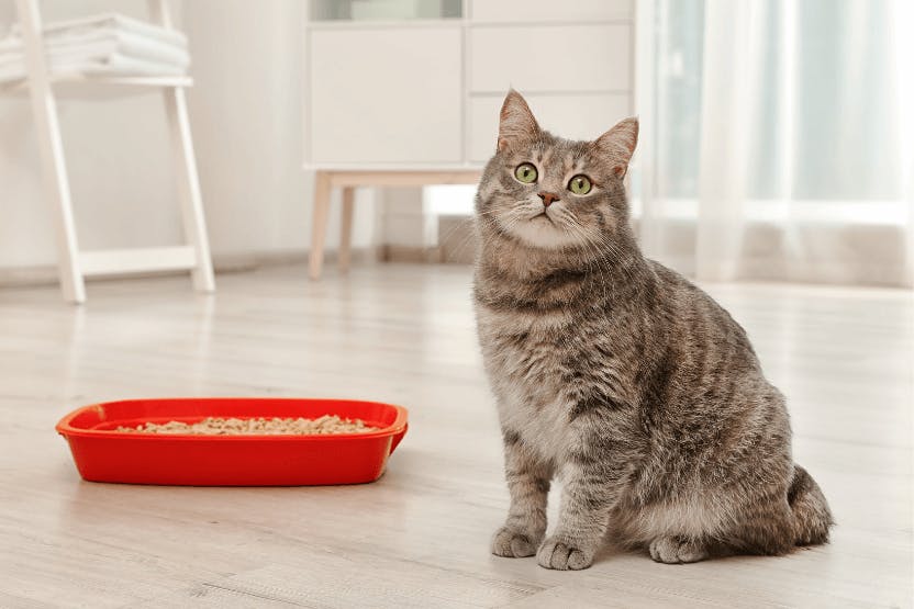 Best Litter Boxes for Cats 2024 image