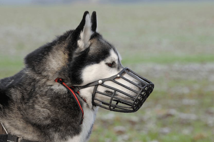 Chewy dog muzzle best sale