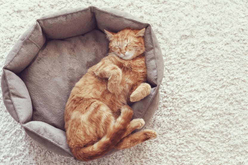 Best Beds for Cats 2024 image