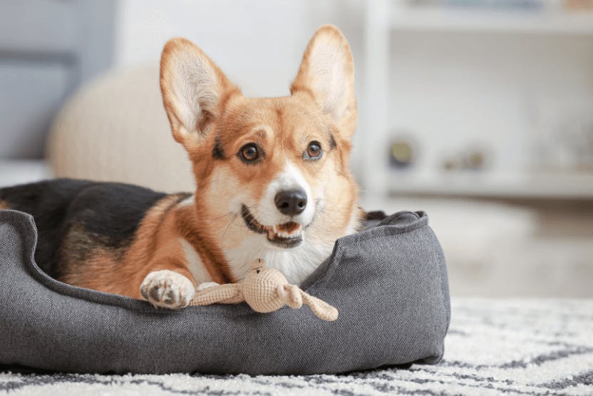 Best Dog Beds 2024 image