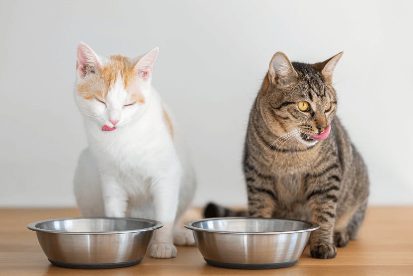 Best Cat Food Brands 2024 image