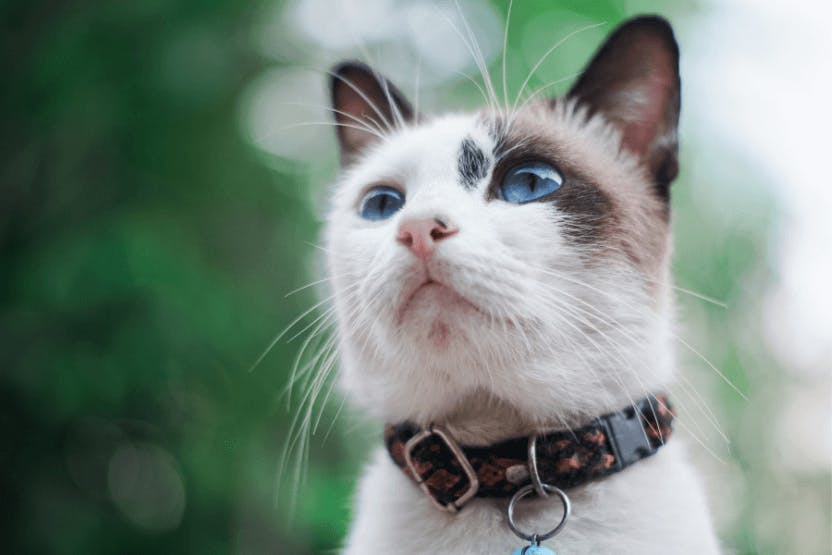 Best GPS Collars for Cats 2024