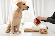 Dog Food Analysis 2024 Rici Demetra