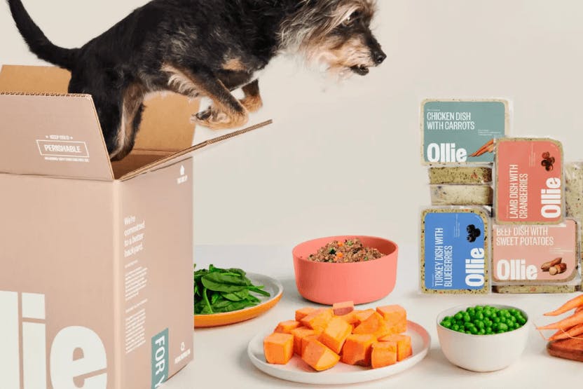 Ollie Dog Food Review 2024 image