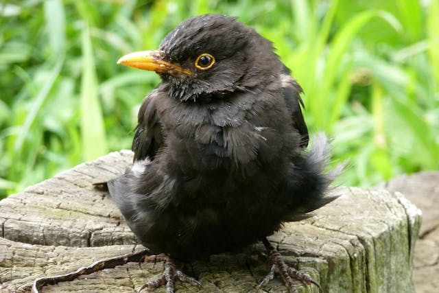Beak Deformities in Birds - Symptoms, Causes, Diagnosis, Treatment, Recovery, Management, Cost