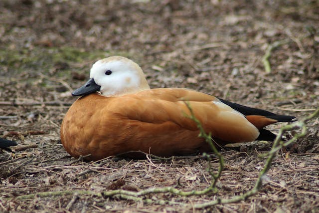 Bornavirus in Birds - Symptoms, Causes, Diagnosis, Treatment, Recovery, Management, Cost