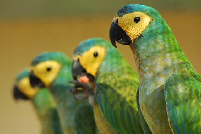 Broken Leg In Birds Signs Causes Diagnosis Treatment Recovery Management Cost