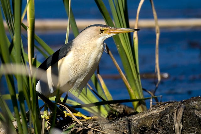 Cryptophthamia (Eyelid Atresia) in Birds - Symptoms, Causes, Diagnosis, Treatment, Recovery, Management, Cost