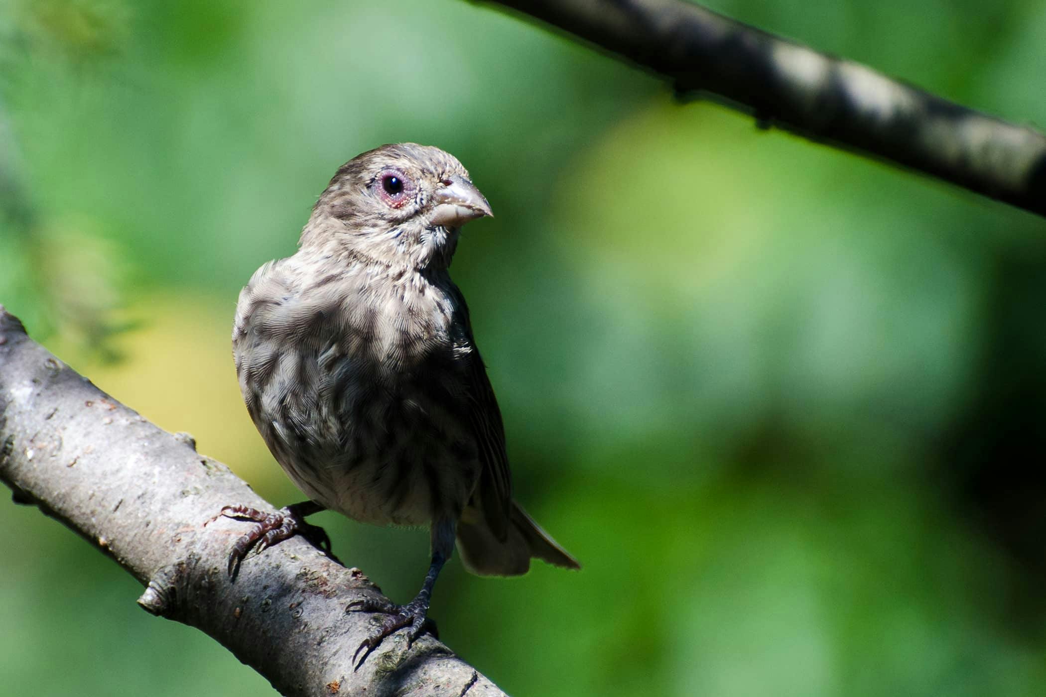 Cryptosporidium in Birds - Symptoms, Causes, Diagnosis ...