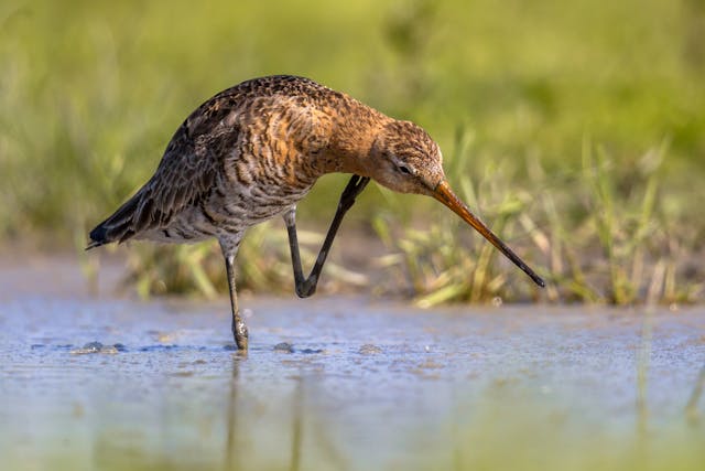 Depluming Scabies in Birds - Symptoms, Causes, Diagnosis, Treatment, Recovery, Management, Cost