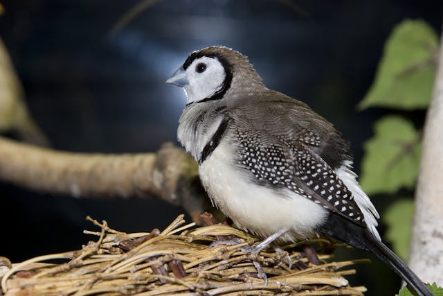 Dyspnea in Birds - Symptoms, Causes, Diagnosis, Treatment, Recovery, Management, Cost