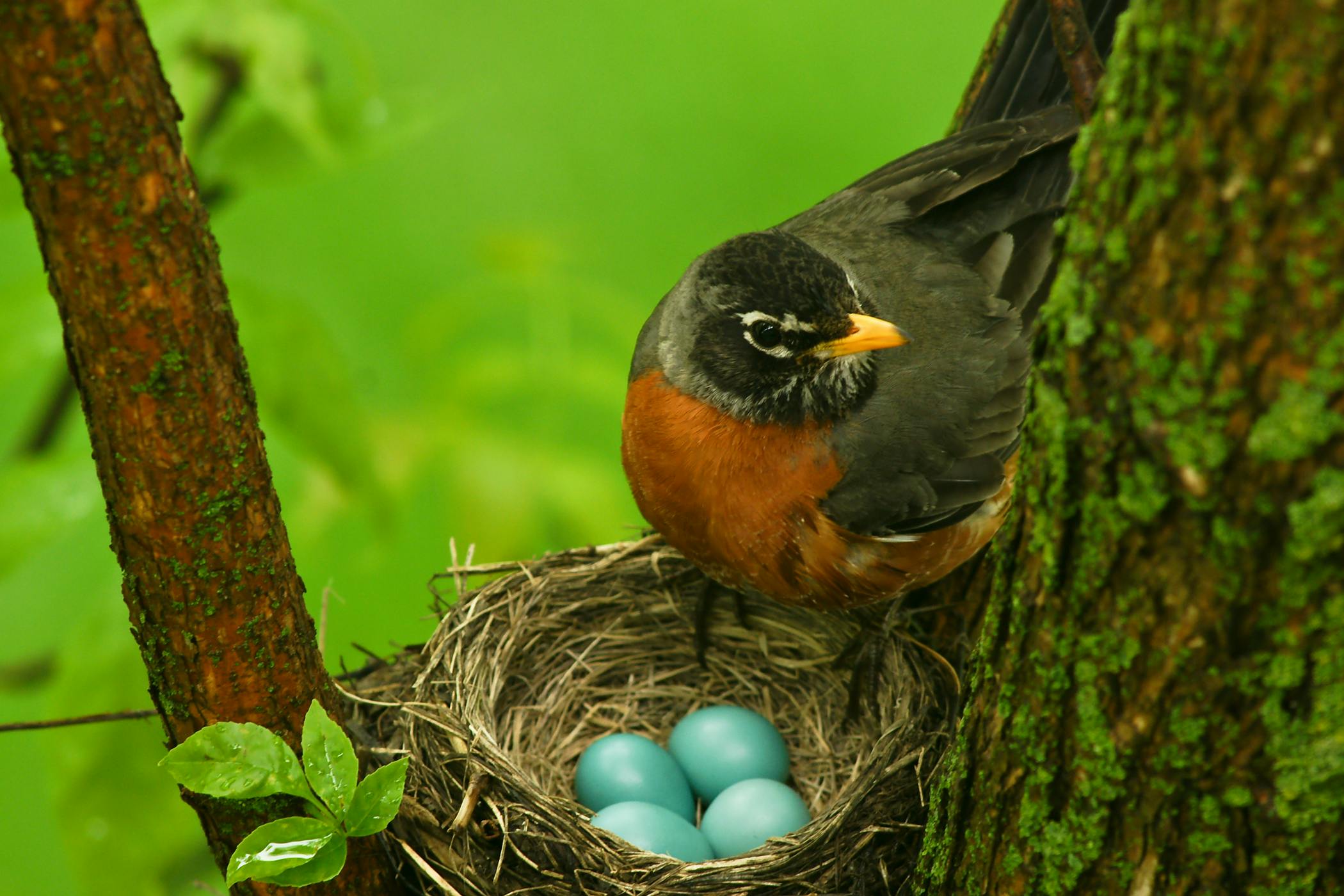 Birds Laying Eggs In Nest 5303