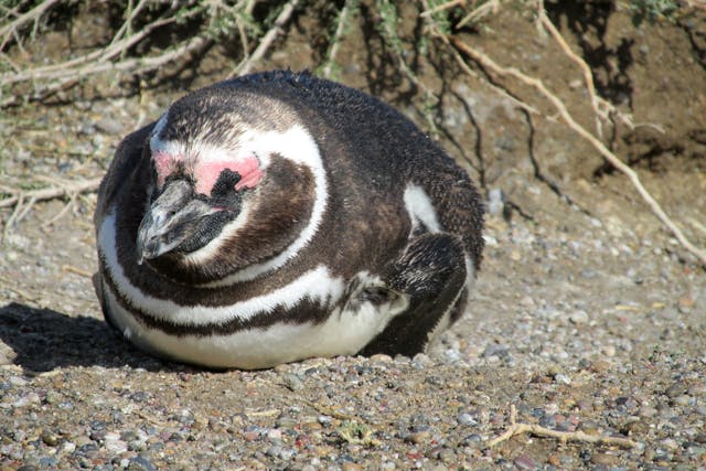 Failure to Thrive in Birds - Symptoms, Causes, Diagnosis, Treatment, Recovery, Management, Cost