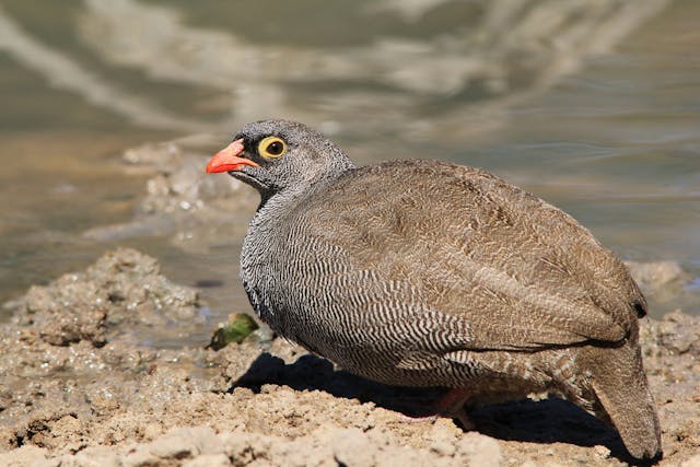 Feather Destructive Behavior in Birds - Symptoms, Causes, Diagnosis, Treatment, Recovery, Management, Cost