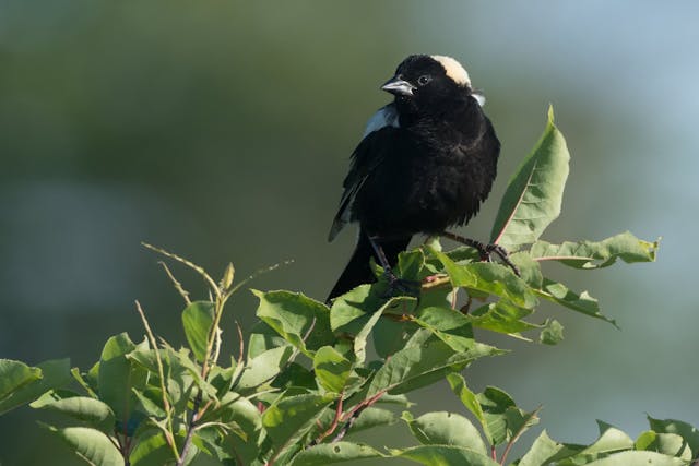 Fibrosarcoma in Birds - Symptoms, Causes, Diagnosis, Treatment, Recovery, Management, Cost