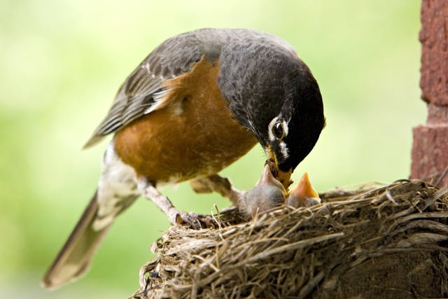 Hepatic Adenoncarcinoma in Birds - Symptoms, Causes, Diagnosis, Treatment, Recovery, Management, Cost