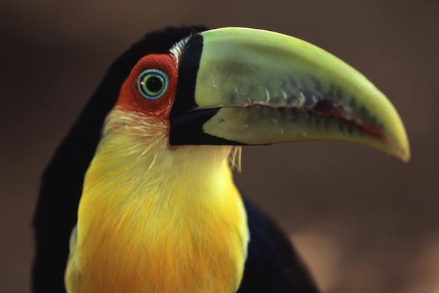 Hepatic Lipidosis in Birds - Symptoms, Causes, Diagnosis, Treatment, Recovery, Management, Cost