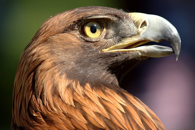 Hepatobiliary Adenocarcinoma in Birds - Symptoms, Causes, Diagnosis, Treatment, Recovery, Management, Cost