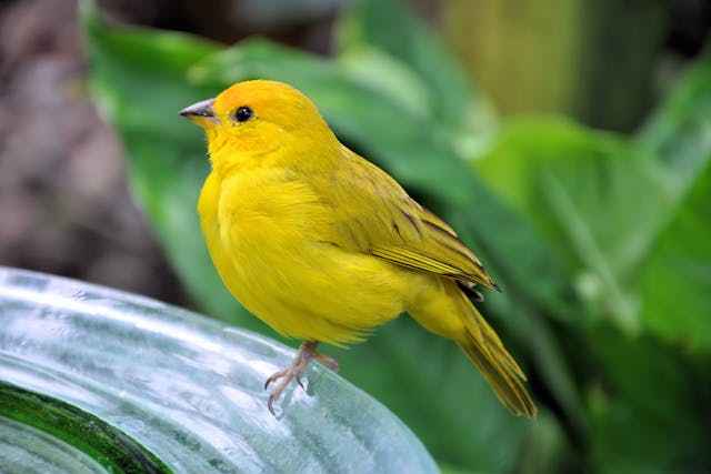 Lameness in Birds - Symptoms, Causes, Diagnosis, Treatment, Recovery, Management, Cost