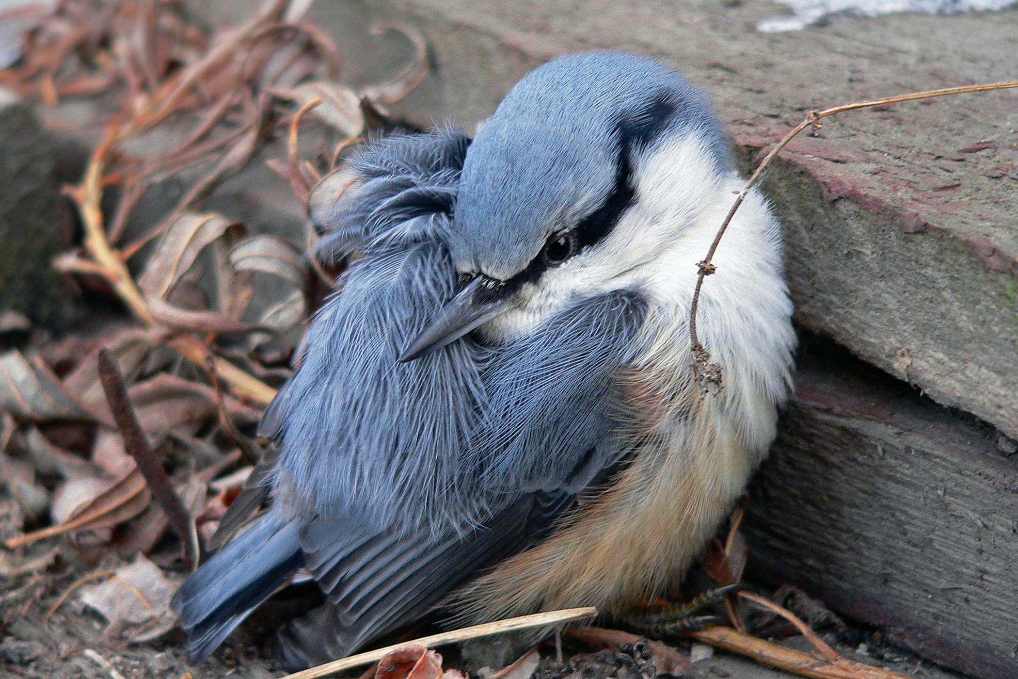 low-blood-calcium-in-birds-symptoms-causes-diagnosis-treatment