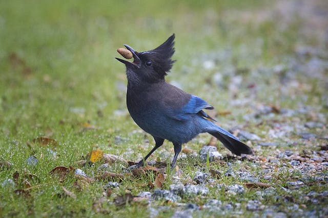 Lymphoma and Lymphosarcoma in Birds - Symptoms, Causes, Diagnosis, Treatment, Recovery, Management, Cost
