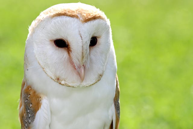 Metapneumovirus in Birds - Symptoms, Causes, Diagnosis, Treatment, Recovery, Management, Cost