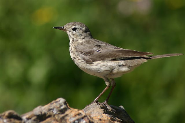 Musculoskeletal Neoplasms in Birds - Symptoms, Causes, Diagnosis, Treatment, Recovery, Management, Cost