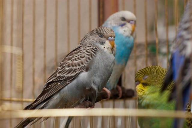Mycobacterium Infections in Birds - Symptoms, Causes, Diagnosis, Treatment, Recovery, Management, Cost