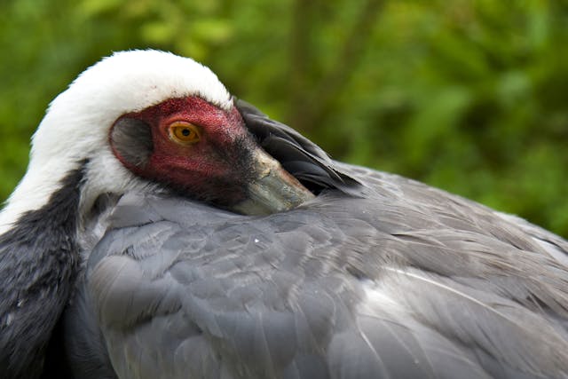 Ornithosis in Birds - Symptoms, Causes, Diagnosis, Treatment, Recovery, Management, Cost