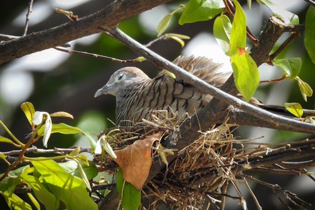 Pododermatitis in Birds - Symptoms, Causes, Diagnosis, Treatment, Recovery, Management, Cost