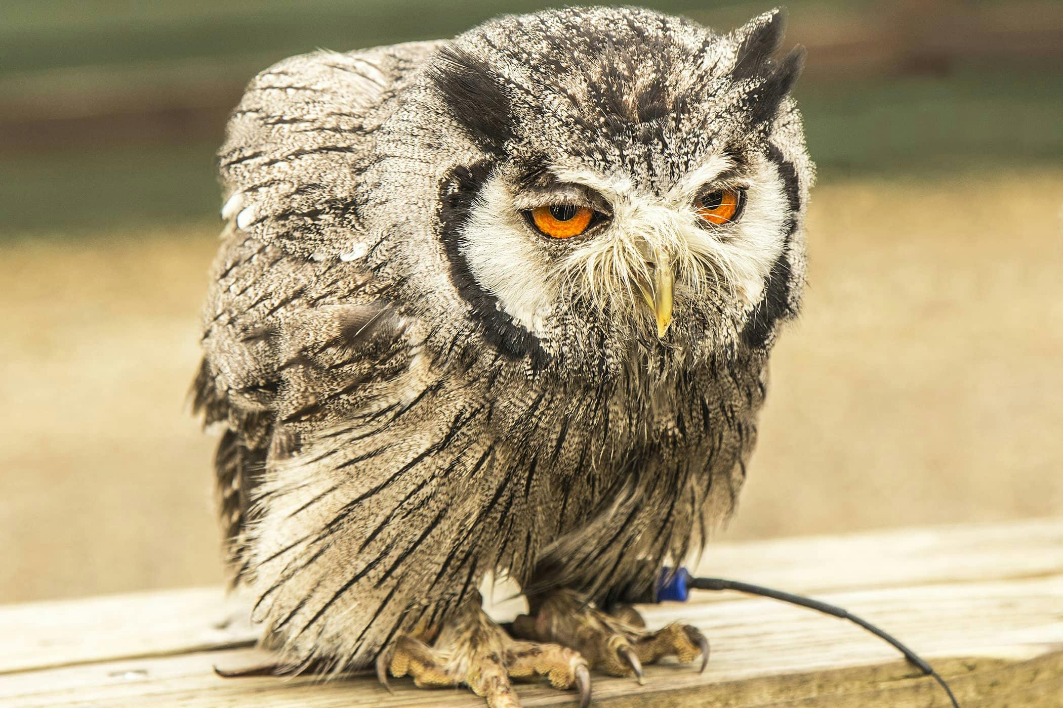 treatment for constipation in birds