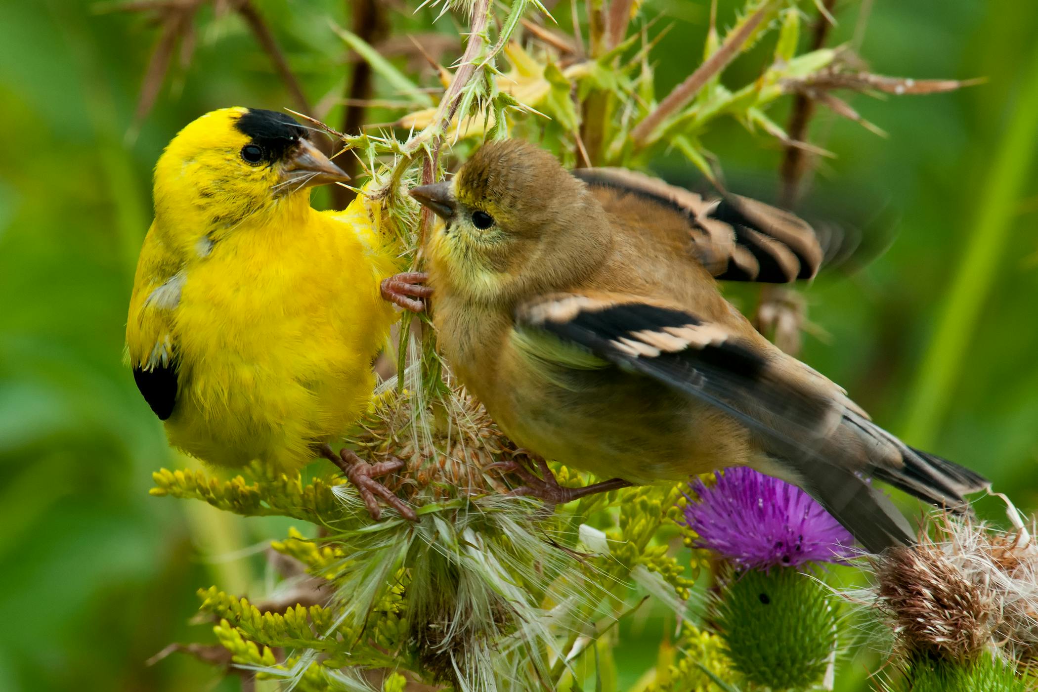 sneezing-and-nasal-discharge-in-birds-symptoms-causes-diagnosis