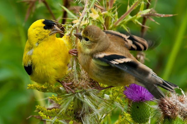 Sneezing and Nasal Discharge in Birds Symptoms, Causes