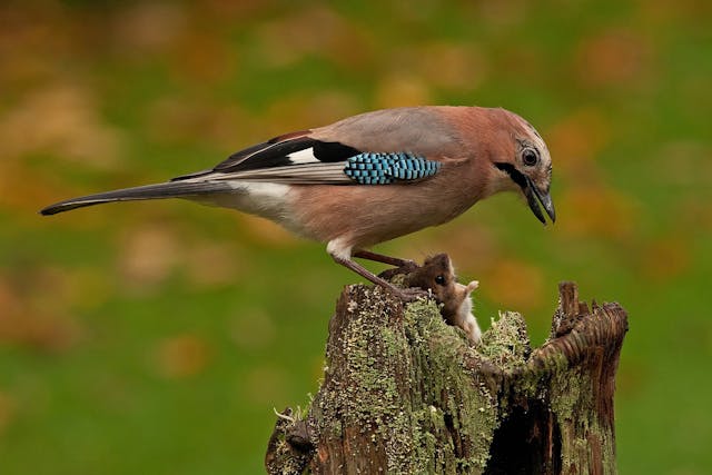 Splayleg or Rotational Leg Deformity in Birds - Symptoms, Causes, Diagnosis, Treatment, Recovery, Management, Cost